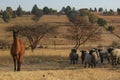 A front view photograph of a herd of sheep standing next to a Llama, on a winter`s picturesque grass land