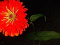 Absolutely stunning orange zinnia