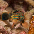 Stunning close-up of picturesque dragonet Royalty Free Stock Photo