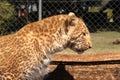 Absolutely Unique Strawberry Leopard