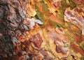 Abstract colorful bark of the pine tree Royalty Free Stock Photo