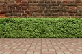 Abstact 3d render Natural podium background, old brick wall, nature bush tree wall on brick floor for product display advertising Royalty Free Stock Photo