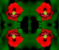 Abstact flower kaleidoscope