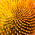 Abstact flower macro of a echinacea blossom