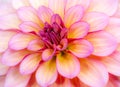 Abstact natural flower background with a dahlia blossom