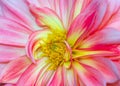 Abstact natural flower background with a dahlia blossom