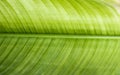 Abstact texture closeup natural background of green leaves with lined and striped pattern of leaves vein