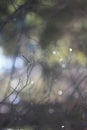 Abstaction from branches in raindrops Royalty Free Stock Photo