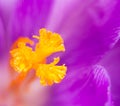 Abstarct macro of a crocus pistil