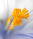 Abstarct macro of a crocus pistil