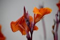 Abstarct orange Flower Blurred Background