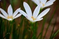 Abstarct White Flower Blurred Background