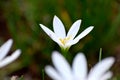 Abstarct White Flower Blurred Background