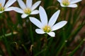 Abstarct White Flower Blurred Background