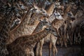 Abstrack flock of giraffe in wild