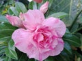 Abstract Adenium in bloom and buds pretty light pink There is a dark blurry green leaf background.