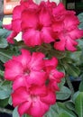 Abstract Adenium in bloom Many beautiful red and pink flowers in a pot.