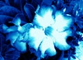 Abstract Adenium Blooming Blue Flowers Beautiful Sweet Bright On Tree Background Blue Dark