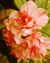 Abstract Adenium Blooming Orange Flowers Orange Blossoms On Tree Beautiful Bright Sweet