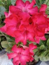 Abstract Adenium blooming, pink and red. Many beautiful flowers in a pot.