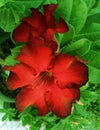 Abstract Adenium blooming red flowers, beautiful, sweet, bright red flowers on the tree