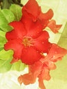 Abstract Adenium blossoming red on the tree, beautiful, bright, sweet, with light green background.