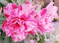 Abstract Adenium blossoms, pink blooming, double petals, pink flowers, beautiful, sweet, bright on the tree