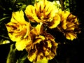 Abstract Adenium, dark yellow-brown blooming Yellow-brown flowers, beautiful, sweet, bright, dark black background