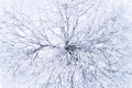 An abstract aerial of a snowy tree with frozen branches