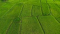 Abstract Aerial View of Green Rice Paddy Field Patterns Royalty Free Stock Photo