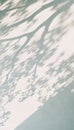 Abstract Aesthetic Shadow on White Textured Wall. Elegant Shadow Through Leaves and Branches