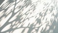 Abstract Aesthetic Shadow on White Textured Wall. Elegant Shadow Through Leaves and Branches