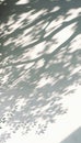 Abstract Aesthetic Shadow on White Textured Wall. Elegant Shadow Through Leaves and Branches