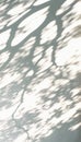 Abstract Aesthetic Shadow on White Textured Wall. Elegant Shadow Through Leaves and Branches