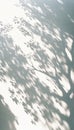 Abstract Aesthetic Shadow on White Textured Wall. Elegant Shadow Through Leaves and Branches