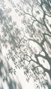 Abstract Aesthetic Shadow on White Textured Wall. Elegant Shadow Through Leaves and Branches