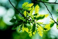 Green leaves in forest Royalty Free Stock Photo