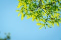 Green leaves in forest Royalty Free Stock Photo