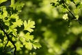 Green leaves in forest Royalty Free Stock Photo