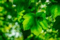 Green leaves in forest Royalty Free Stock Photo