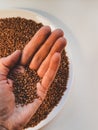 Abstract, agriculture, baby food, background, backgrounds, bread, brown, buckwheat, cereal, close-up, closeup, crop, dinner, dry, Royalty Free Stock Photo