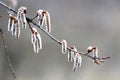 Abstract alder earring on spring tree branch Royalty Free Stock Photo