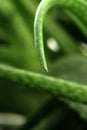 Abstract Aloe Vera Royalty Free Stock Photo