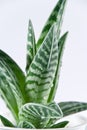 Abstract Aloe Vera Royalty Free Stock Photo