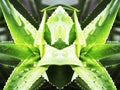 Absract Aloe Vera Plant Art High Quality Royalty Free Stock Photo