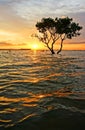 Abstract, amazing landscaping, tree, sun, ripple