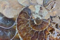 Abstract ammonite fossil close-up
