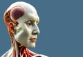 Abstract anatomical medical model of a human. Biotechnology. 3D render