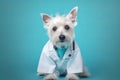 Abstract animal concept, small cute white dog in medical white coat as vet,