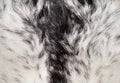 Abstract animal fur texture